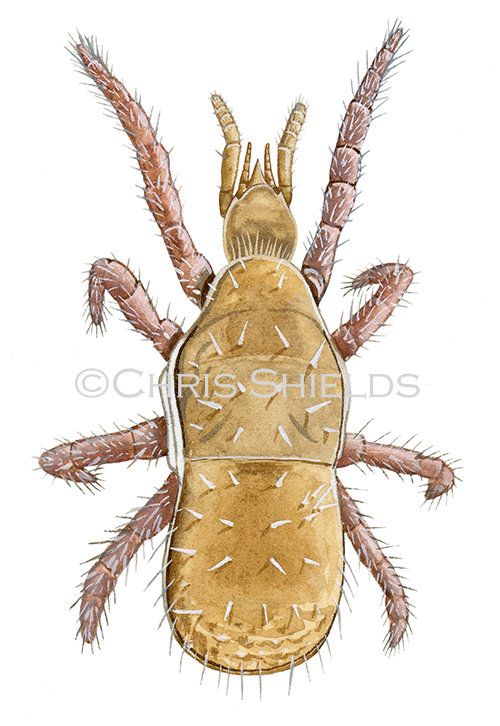 Illustration of Soil Mite (Gamasellodes Athias-henrio) (#2067)