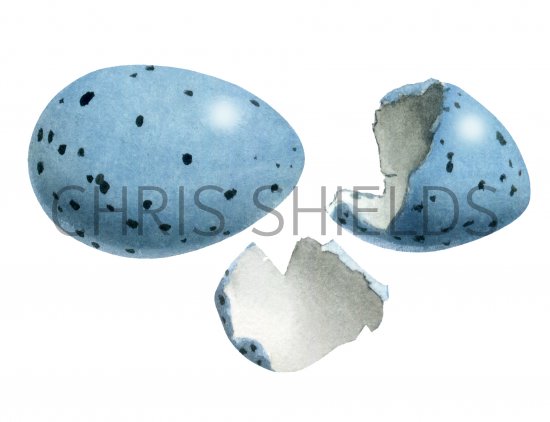 Illustration of Song Thrush hatched egg (Turdus philomelos) (#2431)
