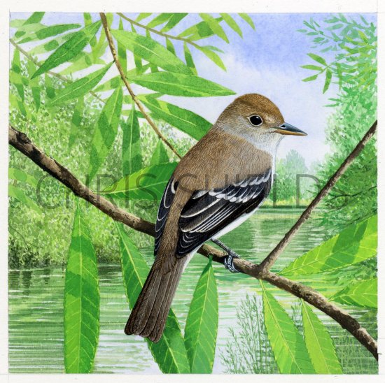 Illustration of Southwestern Willow Flycatcher (Empidonax traillii extimus) (#2307)