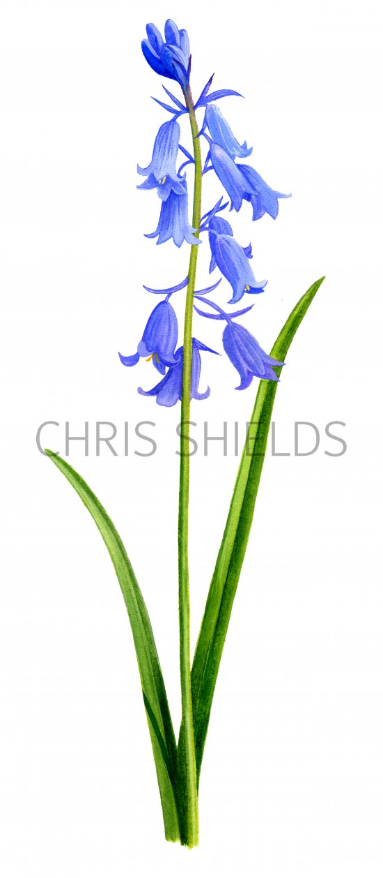 Illustration of Spanish Bluebell (Hyacinthoides hispanica) (#2068)