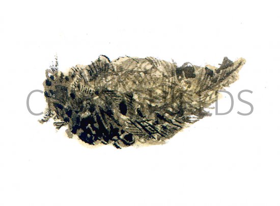 Illustration of Sparrowhawk pellet (Accipiter nisus) (#0862)