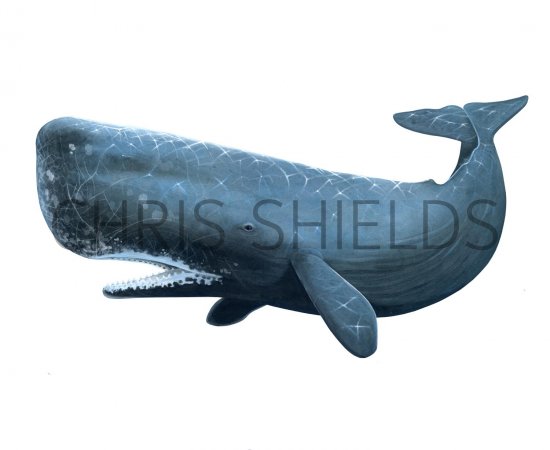 Illustration of Sperm Whale (Physeter macrocephalus) (#1850)