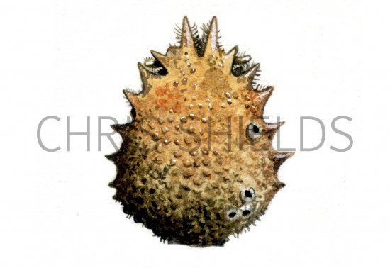 Illustration of Spider Crab carapace (Maja squinado) (#0753)