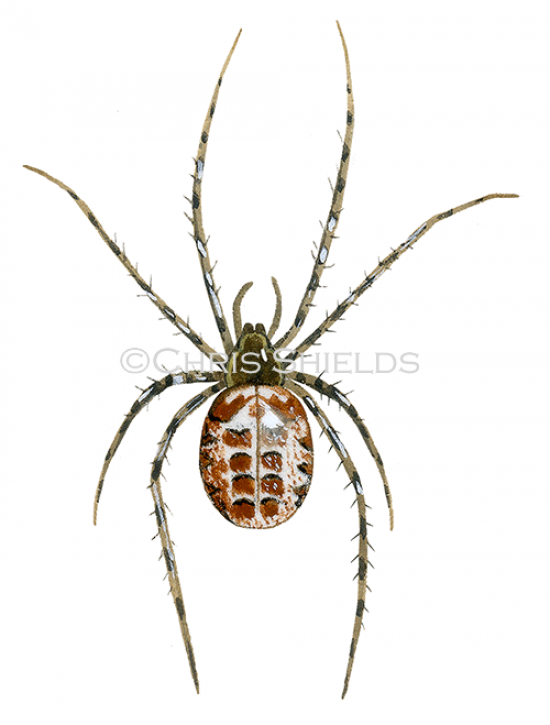 Illustration of Spider (Metellina segmentata) (#4275)