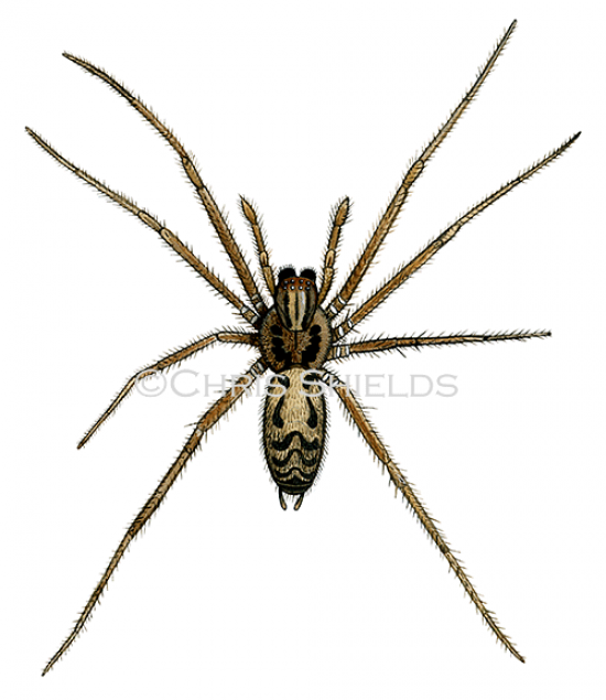 Illustration of Spider (Tegenana duellica) (#1586)