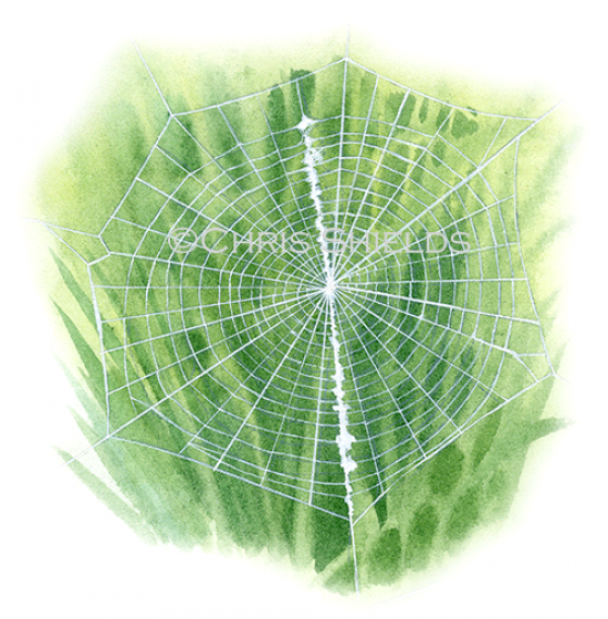 Illustration of Spider Web (Cyclosa conica) (#2908)