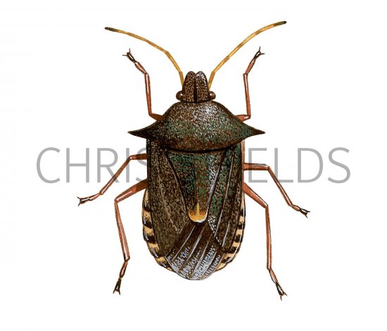 Illustration of Spiked Shieldbug (Picromerus bidens) (#2370)