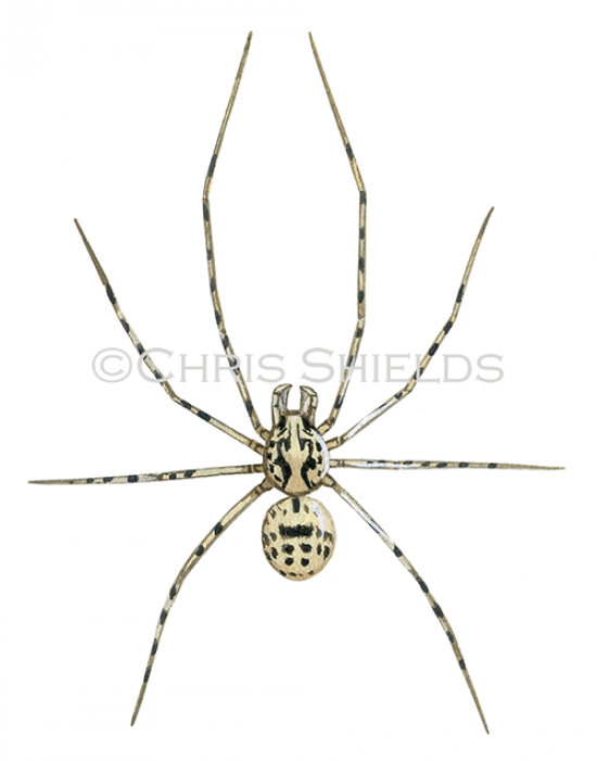 Illustration of Spitting Spider (Scytodes thoracica) (#4678)