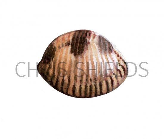 Illustration of Spotted Cowry (Trivia monacha) (#1898)