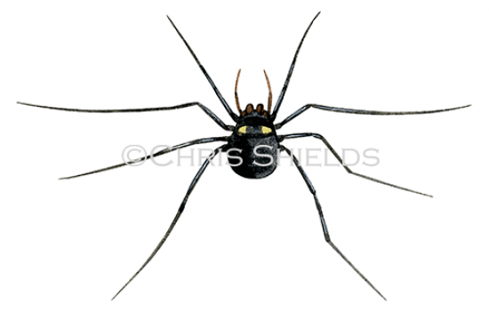 Illustration of Spotted Harvestman (Nemastoma bimaculatum) (#2879)