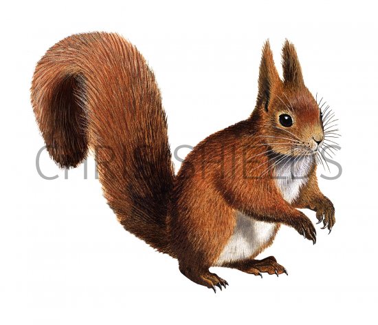 Illustration of Squirrel (Red) Sciurus vulgaris (#2256)