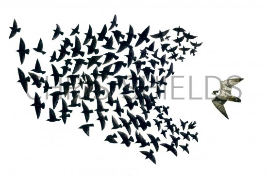 Illustration of Common Starling (Sturnus vulgaris) & Peregrine Falcon (Falco peregrinus) (#0768)