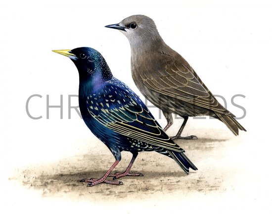 Illustration of Common Starling adult & juvenile (Sturnus vulgaris) (#3654)