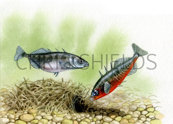 Illustration of Stickleback (Three-spined) Gasterosteus aculeatus (#0191)