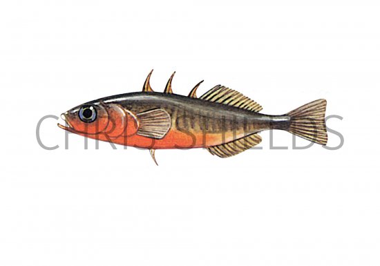 Illustration of Stickleback (Three-spined male) Gasterosteus aculeatus (#1051)