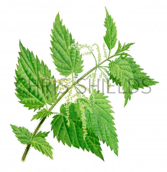 Illustration of Stinging Nettle (Urtica dioica) (#3684)