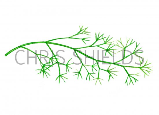 Illustration of Stonewort (Nitella) (#0974)