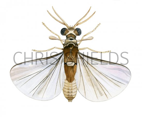 Illustration of Strepsipterian ( Elenchus tenuicornis) (#2618)