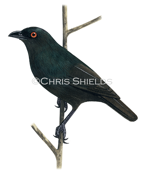 Illustration of Striated Starling male (Aplonis striata) (#4558)