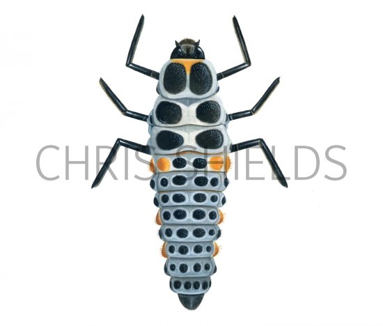 Illustration of Stripped Ladybird Larvae (Myzia oblongoguttata (#1801)