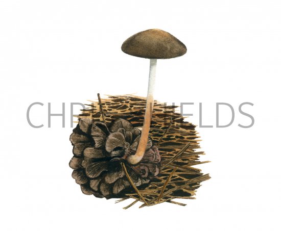 Illustration of Strobilurus stephanocystis (#3935)