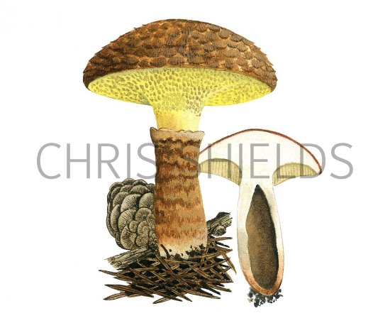 Illustration of Suillus cavipes (Hollow Bolete) (#2319)