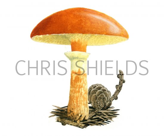 Illustration of Suillus grevillei (Larch Bolete) (#3173)