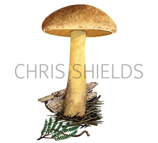 Illustration of Suillus variegatus (Velvet Bolete) (#2316)