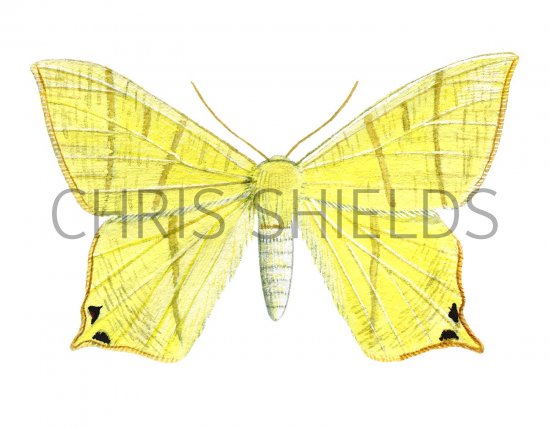 Illustration of Swallow-tailed Moth (Ourapteryx sambucaria) (#2043)