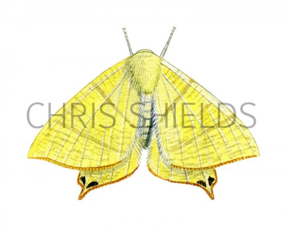 Illustration of Swallow-tailed Moth (Ourapteryx sambucaria) (#2044)