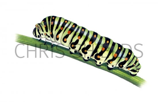 Illustration of Swallowtail Caterpillar (Papilio machaon) (#0335)