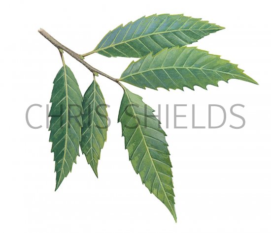 Illustration of Sweet Chestnut Leaves (Castanea sativa) (#2787)