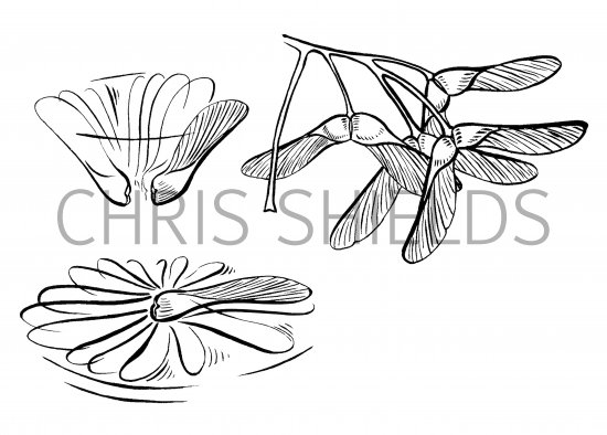 Illustration of Sycamore seeds (Acer pseudoplatanus) (#2189)