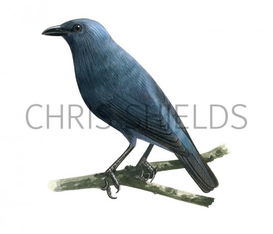 Illustration of Tanimbar Starling (Aplonis crassa) adult (#2229)