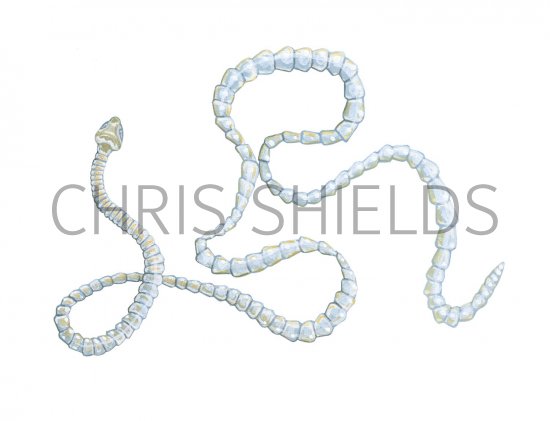 Illustration of Tapeworm (#2066)