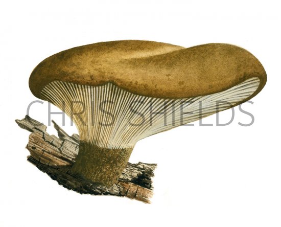 Illustration of Tapinella atrotomentosa (Velvet Rollrim) (#1999)