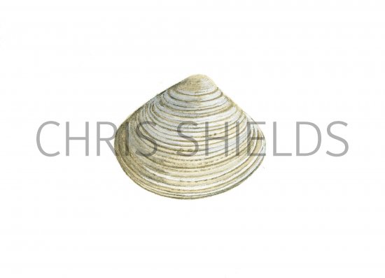 Illustration of Thick Trough Shell (Spisula solida) (#0782)