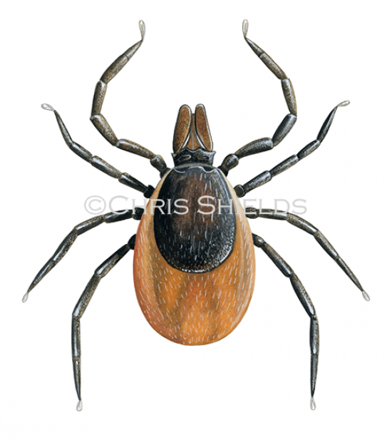 Illustration of Tick (ixodes spp.) (#4658)