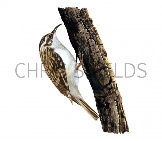 Illustration of Treecreeper (Certhia familiaris) (#4072)