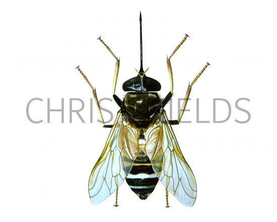 Illustration of Tsetse Fly (Glossina spp.) (#1346)