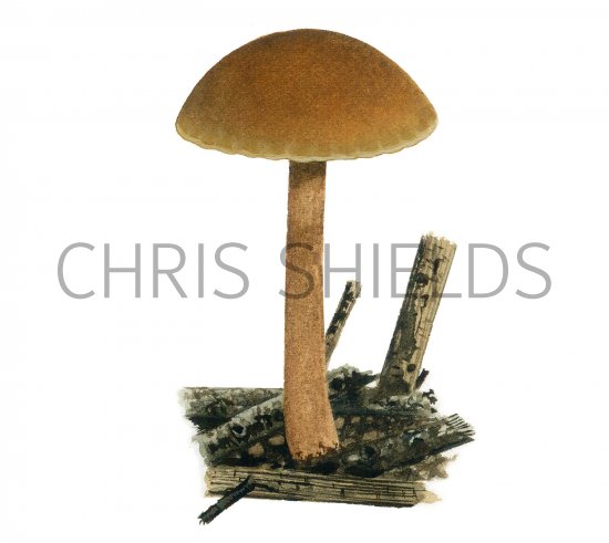 Illustration of Tubaria furfuracea (Scurfy Twiglet) (#3623)