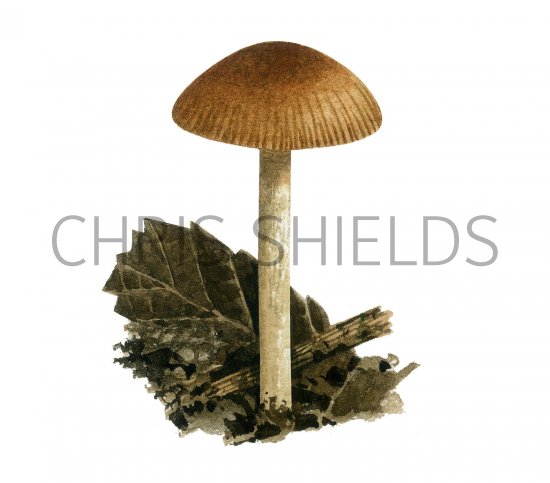 Illustration of Tubaria romagnesiana (#3624)