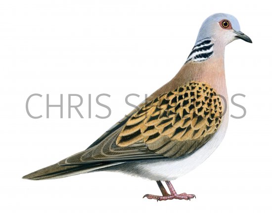 Illustration of Turtle Dove (Streptopelia turtur) (#1237)