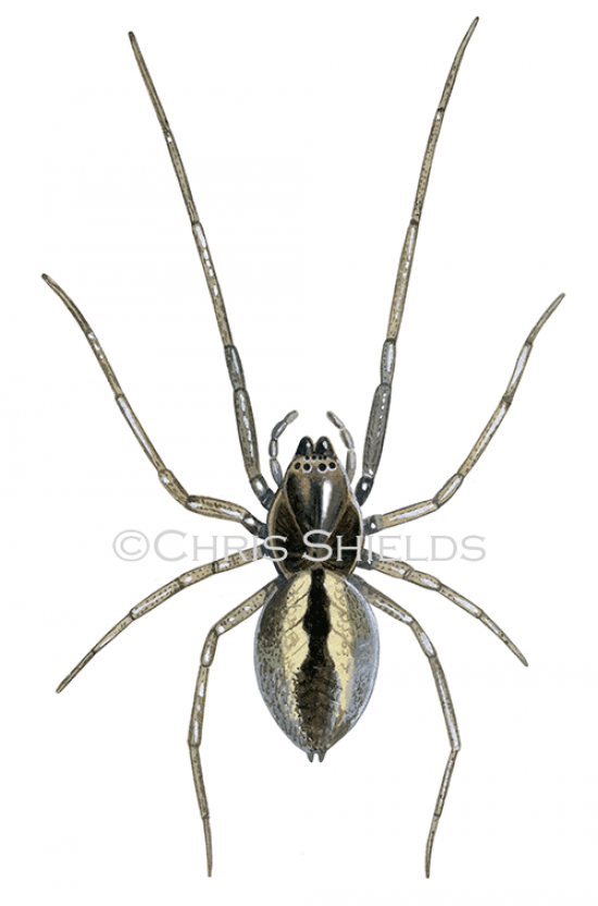 Illustration of Two-clawed Hunting Spider (cheiracanthium erraticum) (#4706)