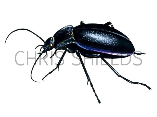 Illustration of Violet Ground Beetle (Carabus violates) (#3405)