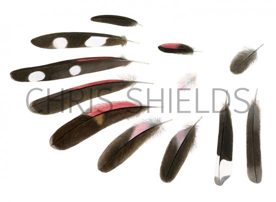 Illustration of Wall Creeper feathers (Tichodroma muraria)  (#2953)