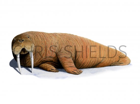 Illustration of Walrus (Odobenus rosmarus) (#4192)