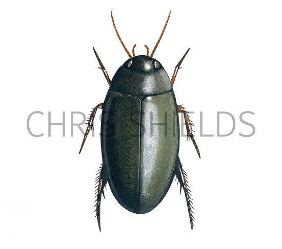 Illustration of Water Beetle (Agabus bipustulatus) (#3438)