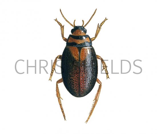 Illustration of Water Beetle (Hygrobia herrmanni) (#3432)