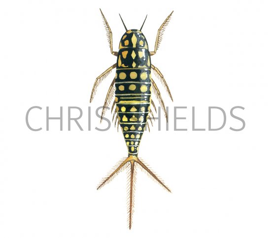 Illustration of Water Beetle Larvae (Hygrobia herrmanni) (#3434)